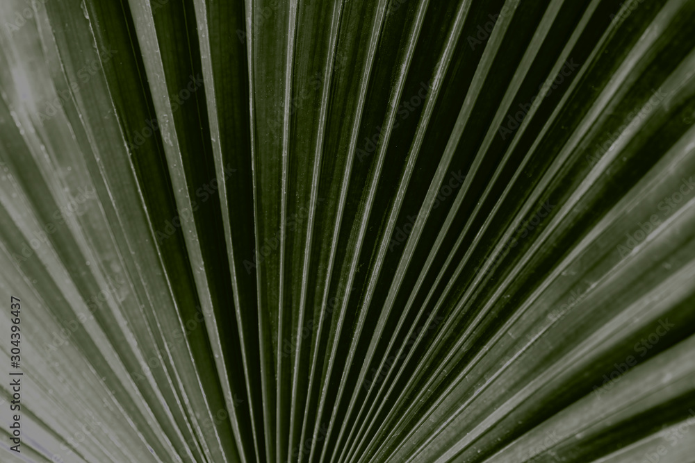 Obraz premium Green Palm