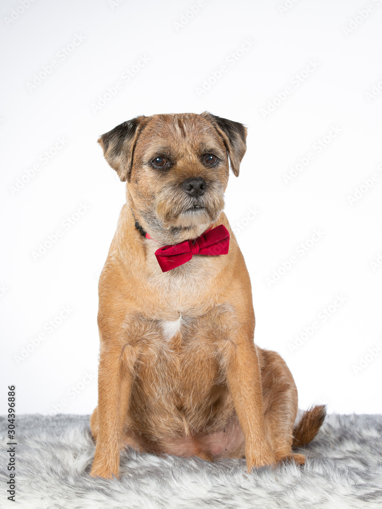 Border terrier dog portrait, the dog is wearing red tie with white background. 