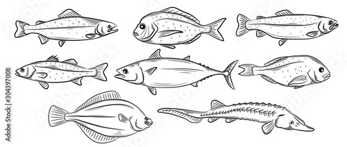 Set of the different seafood elements, vector illustration sketch style