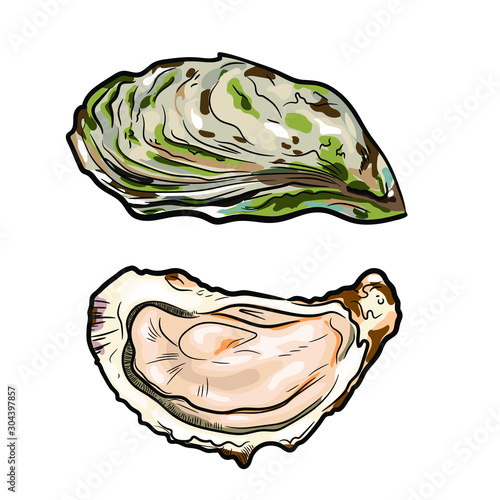 Vector hand drawn illustration of oysters isolated on white background 