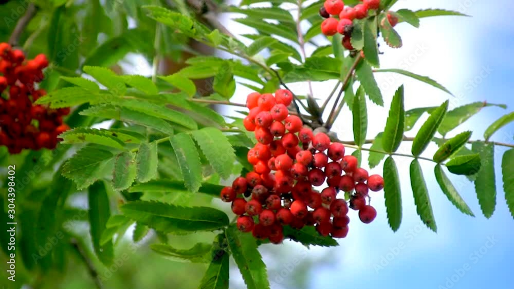Rowanberry moving in the wind Rowanberry moving in the wind