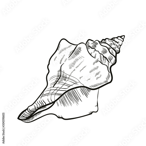 Seashell sketch style, hand drawn vector illustration isolated on white background