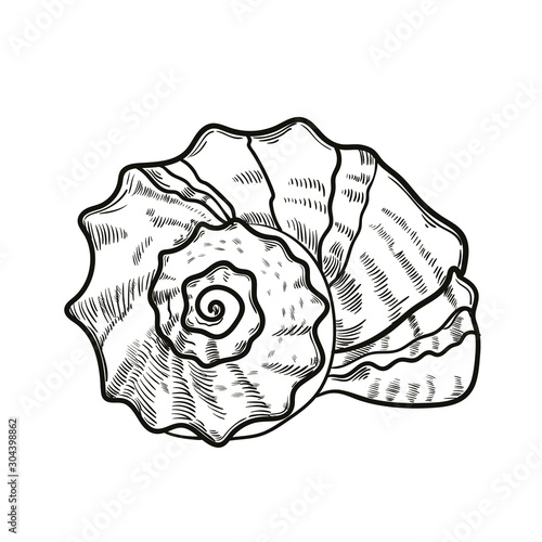 Seashell sketch style, hand drawn vector illustration isolated on white background