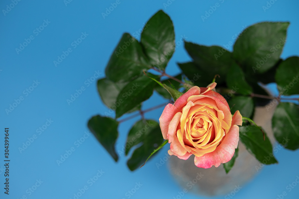 Fototapeta premium Beautiful tea rose on a blue background.