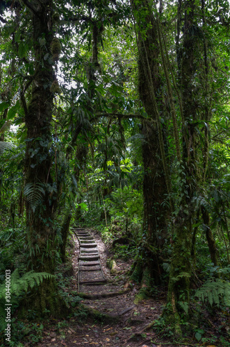 Path in the cloud forest  Saint-Elena reserve  Monteverde region  Costa rica