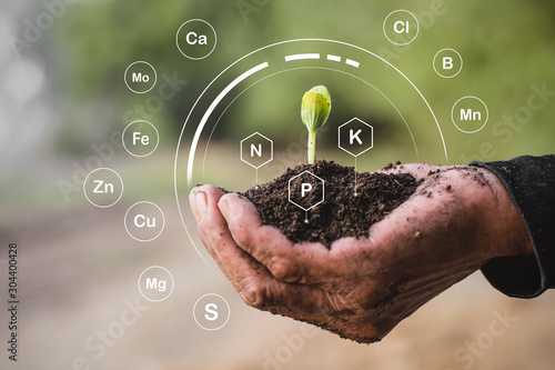 The seedlings are growing from the soil that is rich in various elements in the hands of the farmers. photo