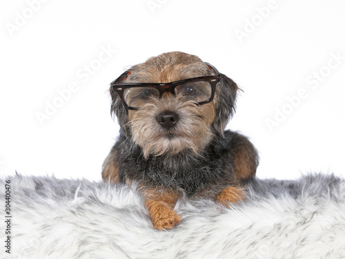 Obraz na płótnie Funny dog image, Border terrier wearing retro glasses