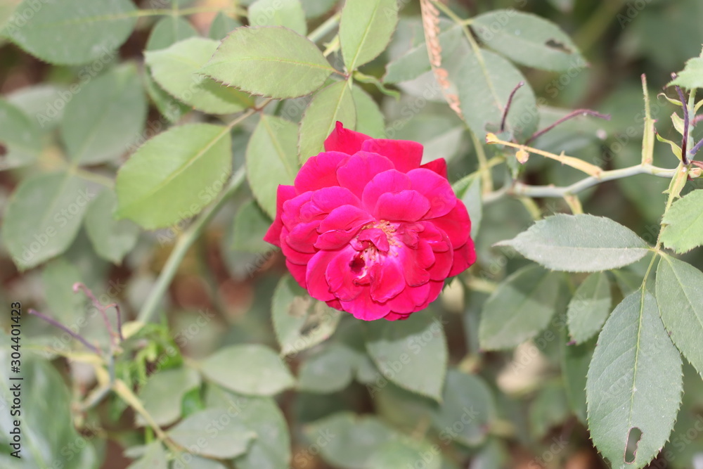 Beautiful roses in garden, roses for Valentine Day Beautiful roses in garden, roses for Valentine Day