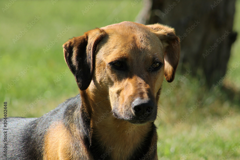 close up of beautiful dog on grass close up of beautiful dog on grass