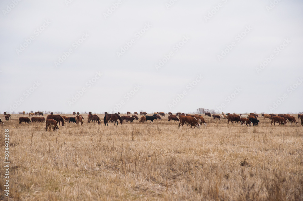 Cows in a farm. Dairy cows Cows in a farm. Dairy cows