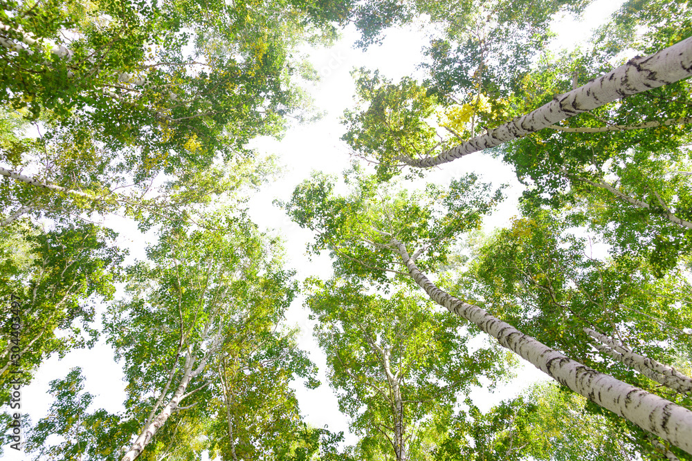 Fototapeta premium Green crown trees view from below isolated white background. Green crown of trees against the sky. View of the sky through the trees from below