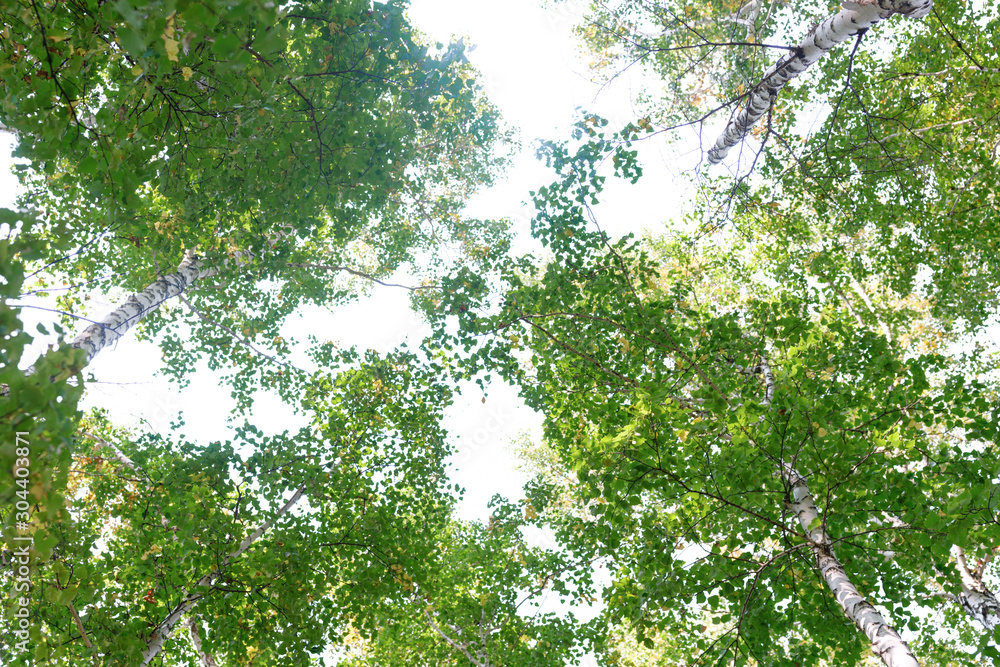 Green crown trees view from below isolated white background. Green crown of trees against the sky. View of the sky through the trees from below Green crown trees view from below isolated white background. Green crown of trees against the sky. View of the sky through the trees from below