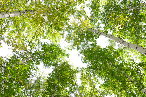 Green crown trees view from below isolated white background. Green crown of trees against the sky. View of the sky through the trees from below