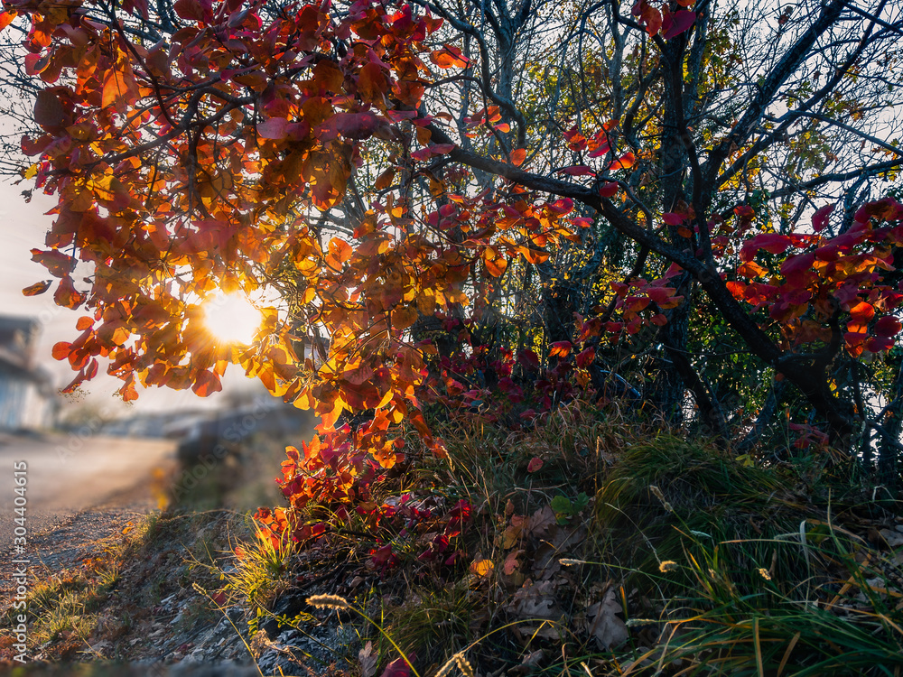 The bright sun shines through the trees with autumn yellow leaves. The bright sun shines through the trees with autumn yellow leaves.