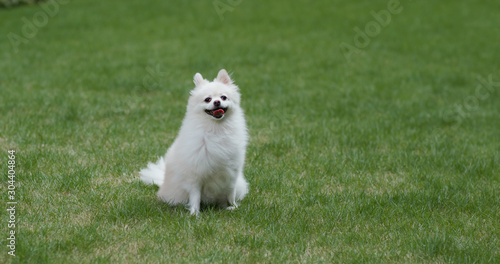 Pomeranian dog on green lawn © leungchopan