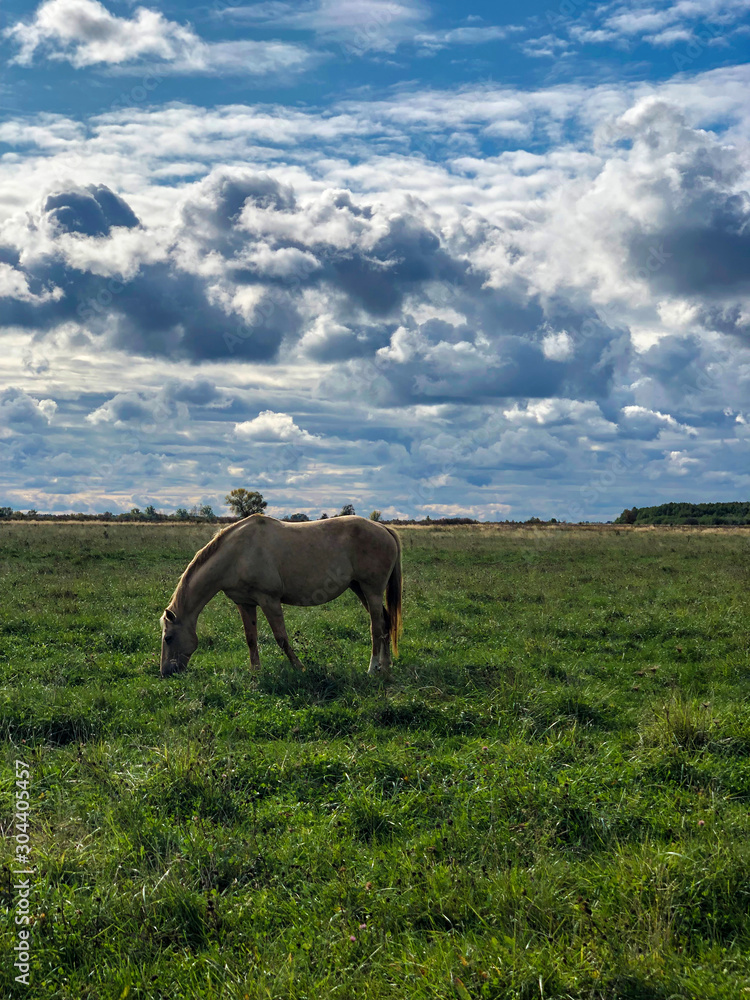 A white horse in a field amid beautiful clouds. A white horse in a field amid beautiful clouds.