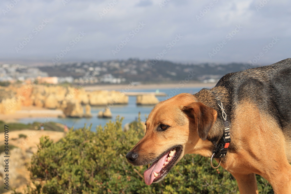 brown and black dog in front of the ocean