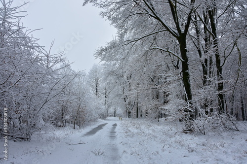 Winter landscape, forest in a white winter coat in the morning. © kasiaczn
