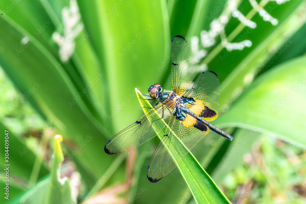 Rhyothemis phyllis, also know as yellow-striped flutterer, is a species of dragonfly of the family Libellulidae. It's is commonly found in South East Asia countries. Rhyothemis phyllis, also know as yellow-striped flutterer, is a species of dragonfly of the family Libellulidae. It's is commonly found in South East Asia countries.