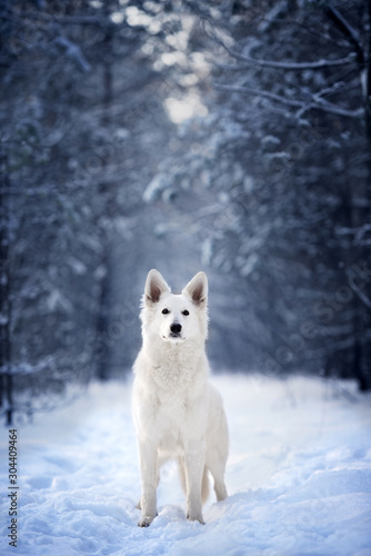 white shepherd dog standing in the forest in winter