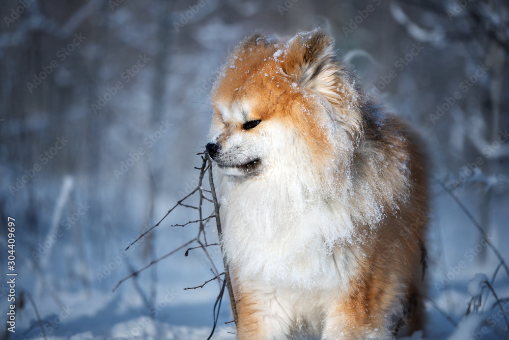 akita dog posing outdoors in winter