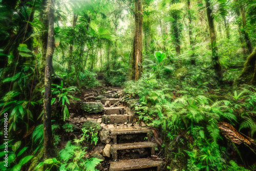 Steps and thick vegetation in Basse Terre jungle
