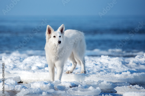 white shepherd dog posing on a beach in winter
