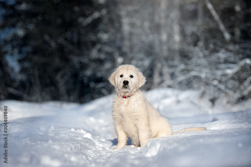 golden retriever puppy sitting in the snow - obrazy, fototapety, plakaty 