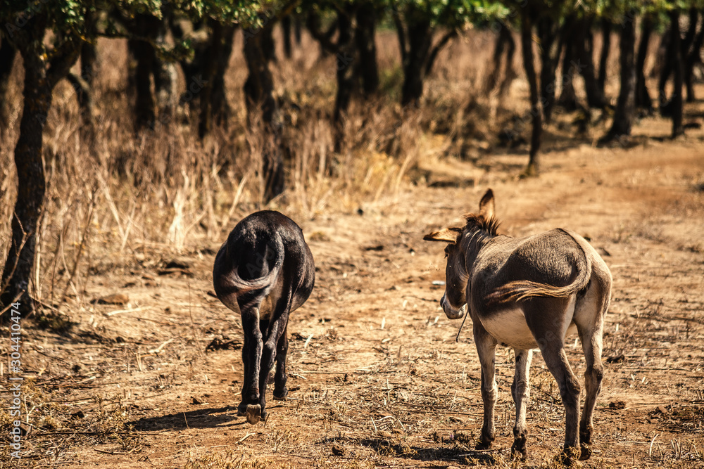 Two donkeys walking in a dirt path Two donkeys walking in a dirt path