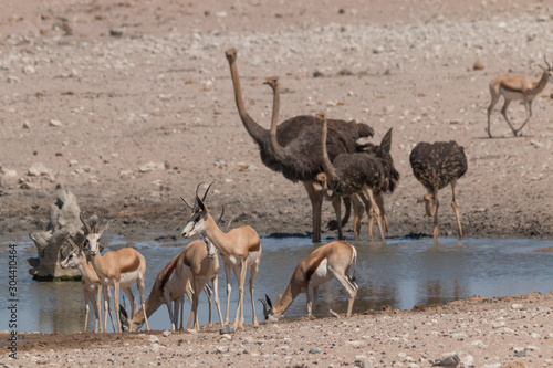Impalas and common ostriches at the waterhole, Etosha national park, Namibia, Africa