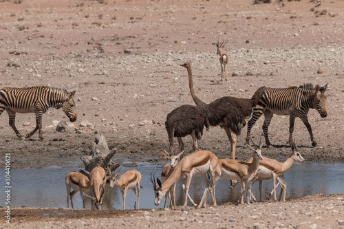 Impalas and common ostriches at the waterhole, Etosha national park, Namibia, Africa