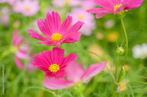 Cosmos flower, floral natural background