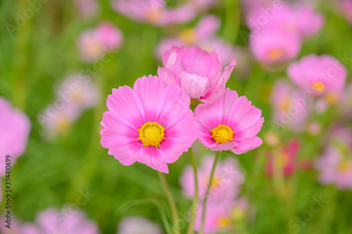 Cosmos flower  floral natural background