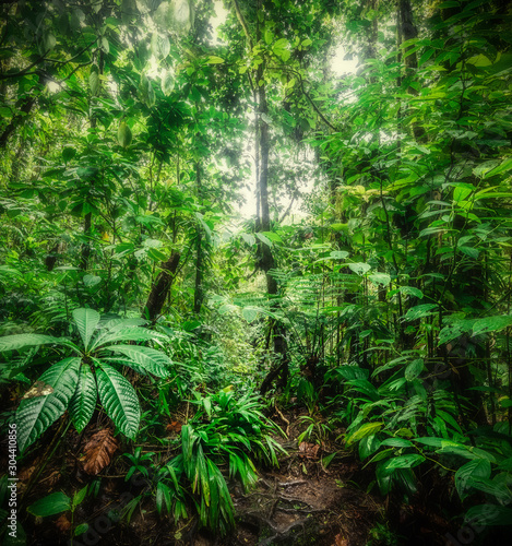 Fototapeta Naklejka Na Ścianę i Meble -  Thick vegetation in Basse Terre jungle in Guadeloupe