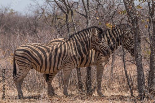 Plains zebra in the Etosha park  Namibia  Africa