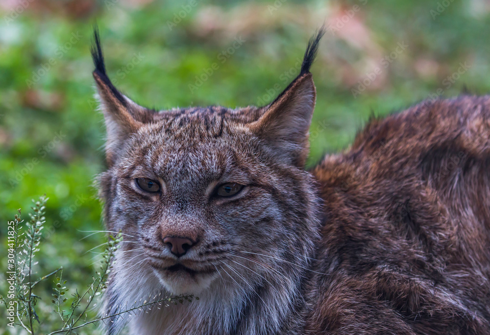 Canadian lynx profile with green background Canadian lynx profile with green background