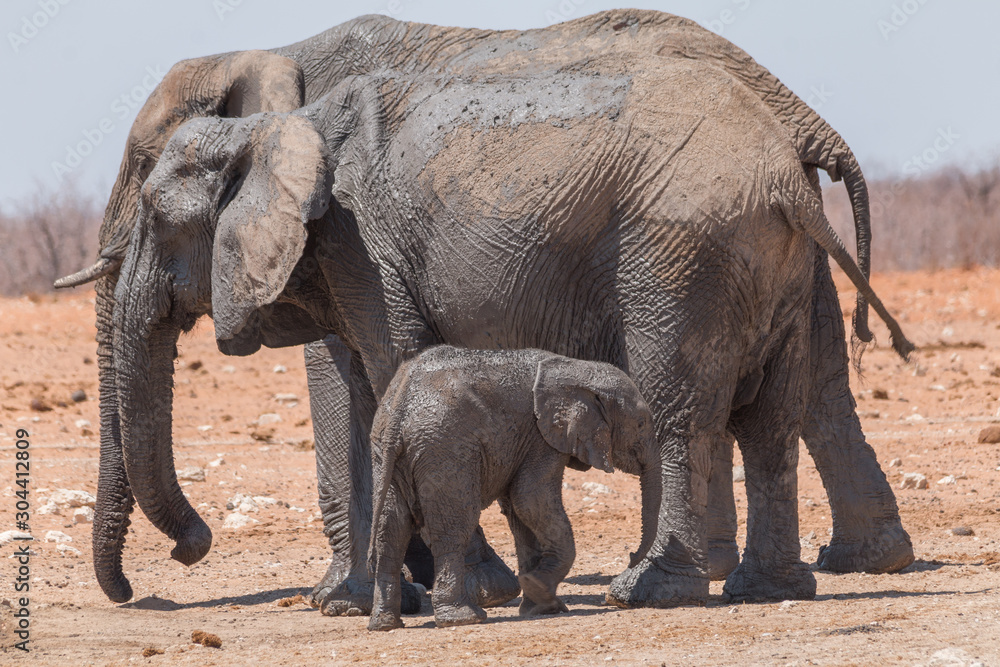 Fototapeta premium Elephants at the waterhole in the Etosha national park, Namibia, Africa