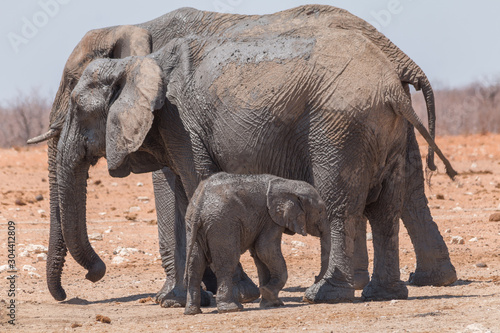 Elephants at the waterhole in the Etosha national park  Namibia  Africa