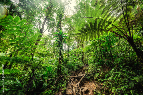 Fototapeta Naklejka Na Ścianę i Meble -  Huge ferns in Basse Terre jungle