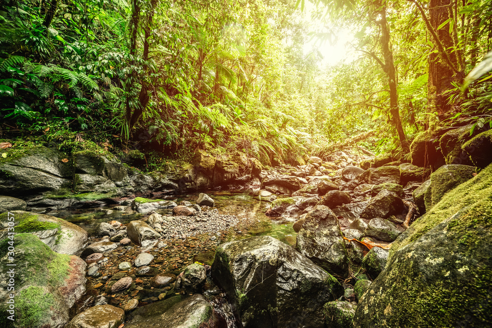 Small stream in Basse Terre jungle in Guadeloupe Small stream in Basse Terre jungle in Guadeloupe