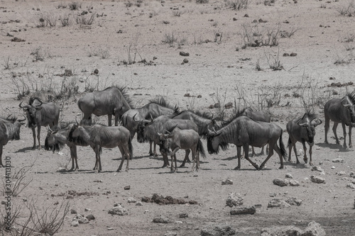 Blue wildebeests in the shrubland  Etosha national park  Namibia  Africa