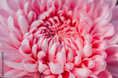 Pink Chrysanthemum flower head macrophotography