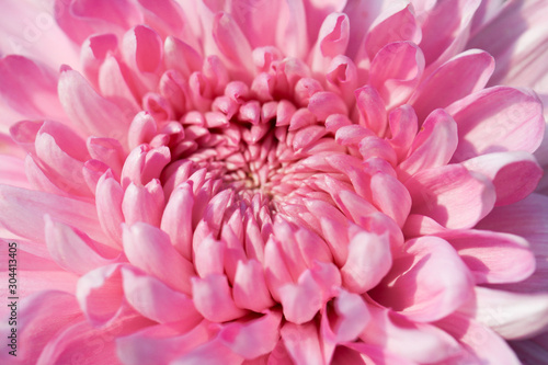Pink Chrysanthemum flower head macrophotography © kwanbenz