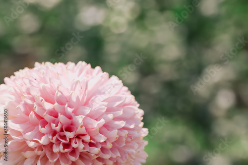 Pink Chrysanthemum flower head macrophotography