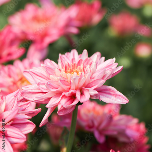 Pink Chrysanthemum flower head macrophotography