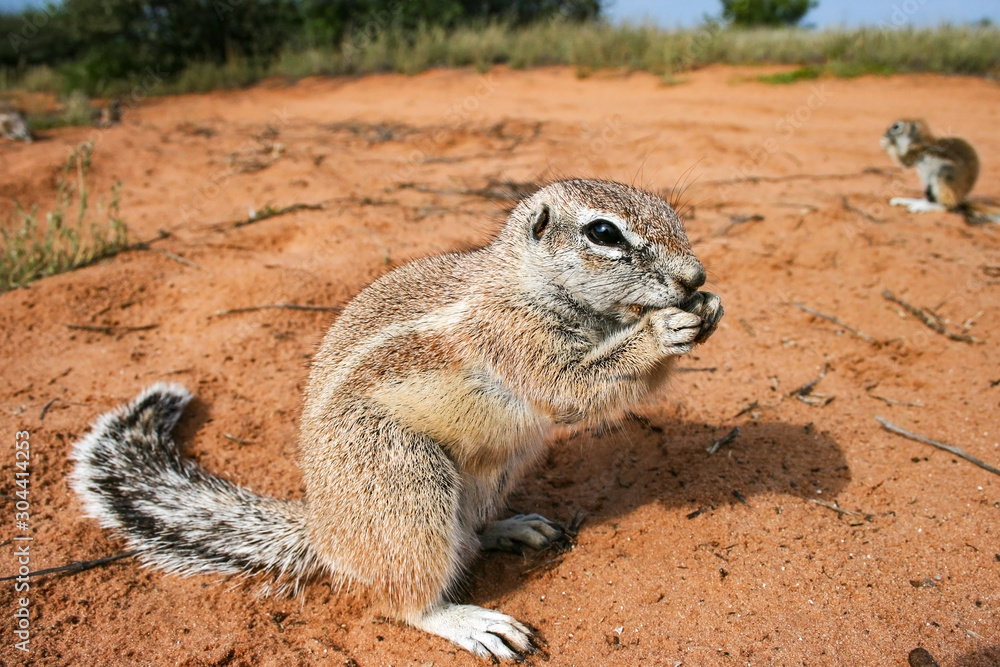 Cape ground squirrels, Xerus inauris eating in Kgalgadi Transfrontier Park, South Africa. Cape ground squirrels, Xerus inauris eating in Kgalgadi Transfrontier Park, South Africa.