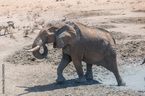 Elephants at the waterhole in the Etosha national park  Namibia  Africa