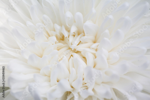 White Chrysanthemum flower head macrophotography © kwanbenz