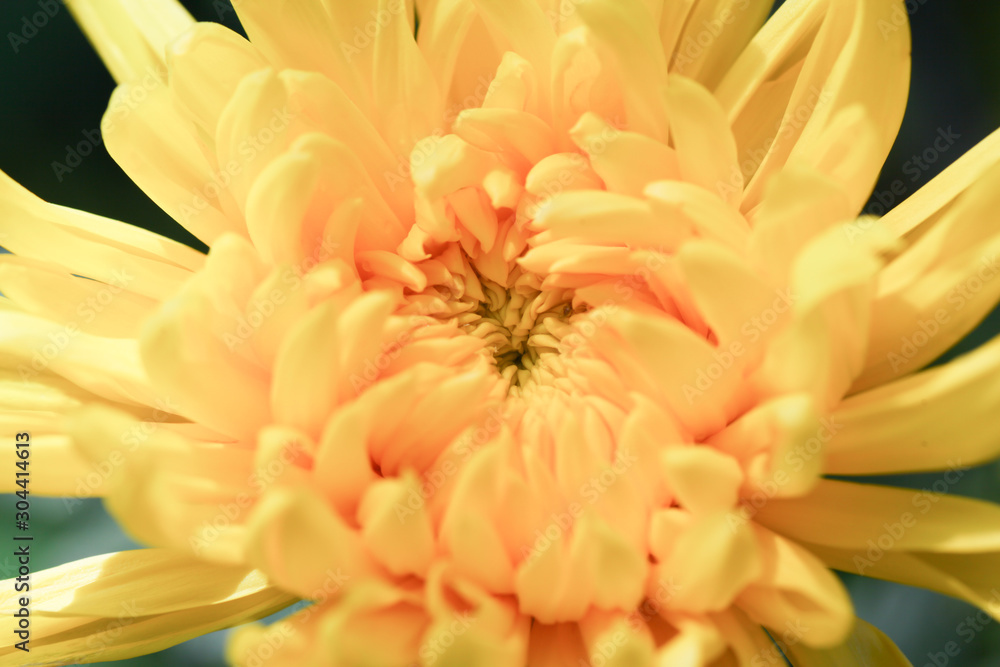 Yellow Chrysanthemum flower head macrophotography Yellow Chrysanthemum flower head macrophotography