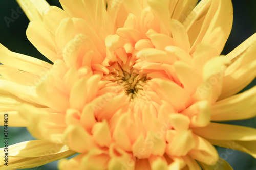 Yellow Chrysanthemum flower head macrophotography © kwanbenz